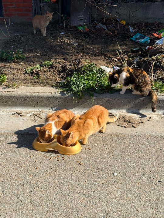 Buscan hogar para los gatos de una mujer fallecida en un incendio en Comodoro