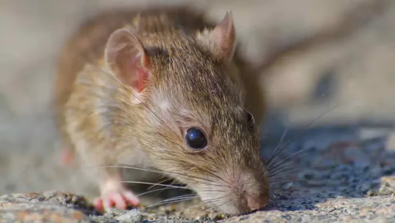 Investigación por hantavirus tras la muerte de un joven en Neuquén