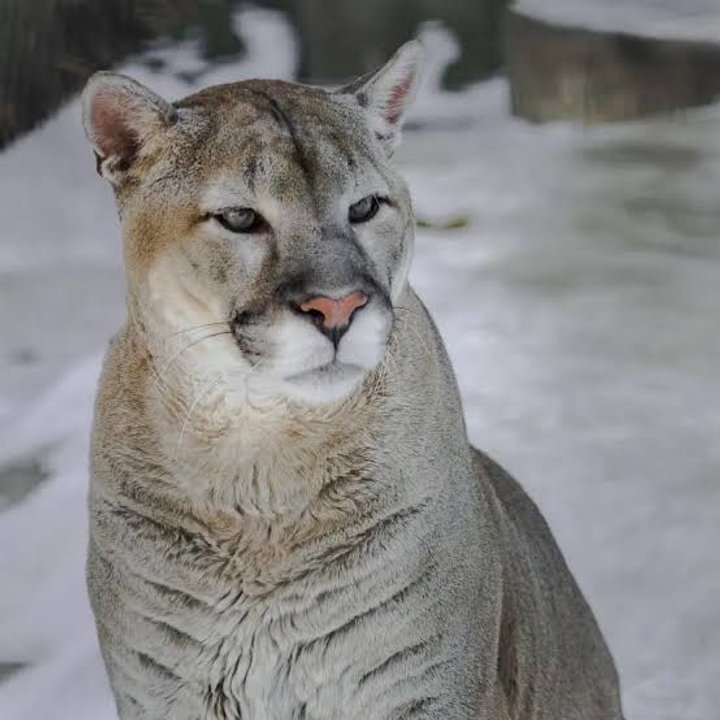 Un puma causó la muerte de 60 chivas en un campo de Neuquén