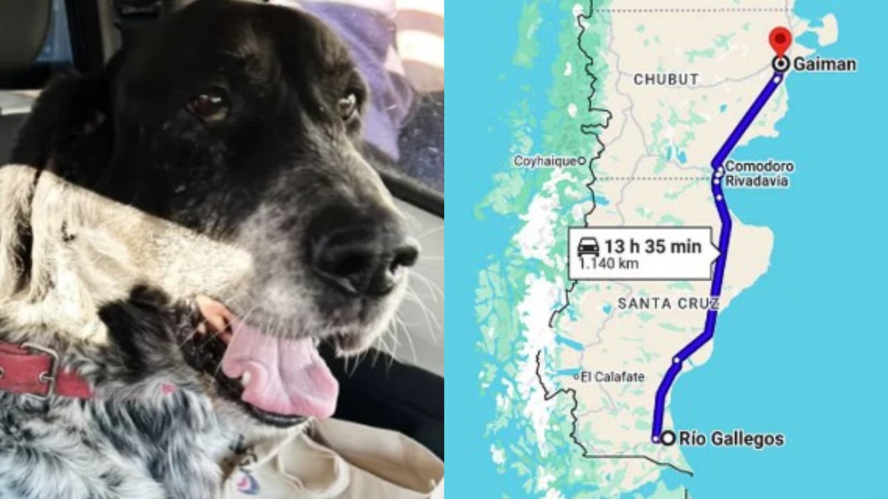 El emotivo regreso de Gastón, el perro que recorrió mil kilómetros por su dueña