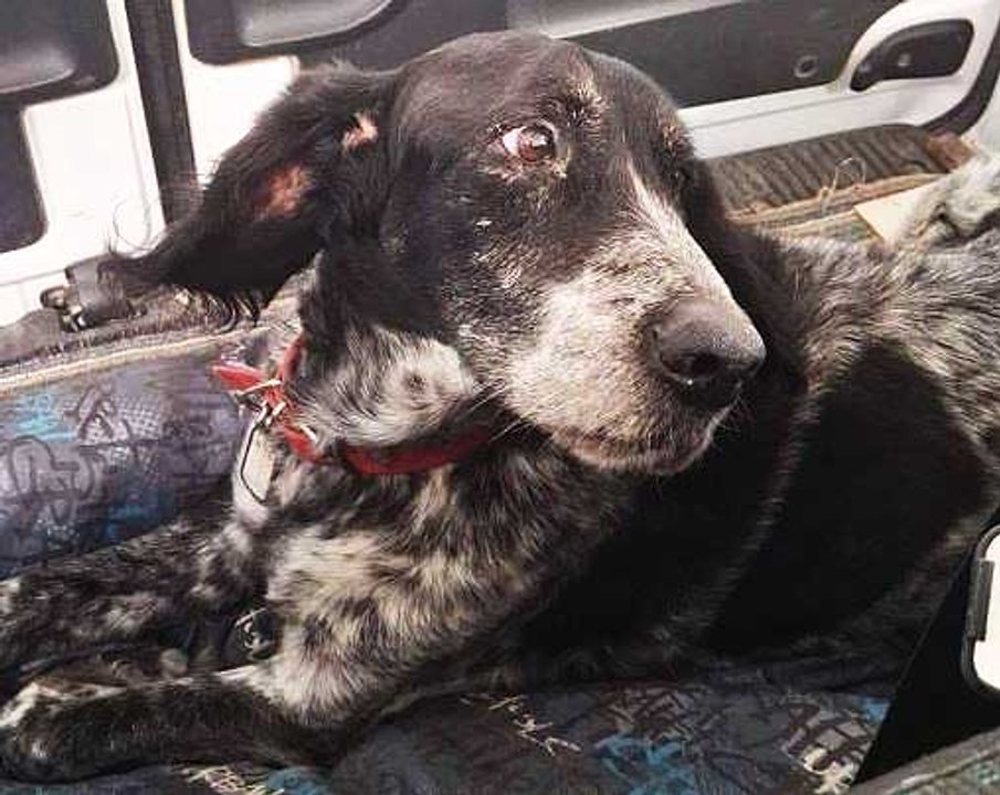 Gastón, el perro que cruzó más de mil kilómetros para reunirse con su familia