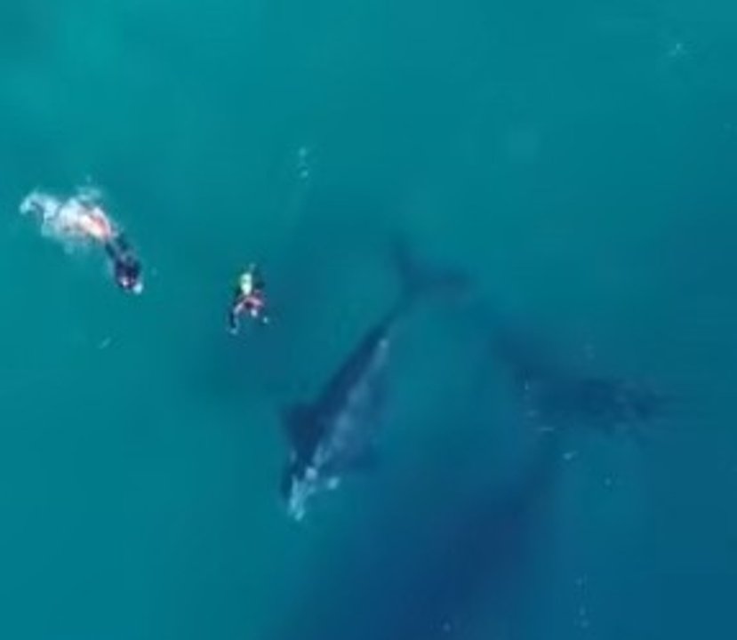 Alertan sobre el buceo ilegal con ballenas en costas de Chubut