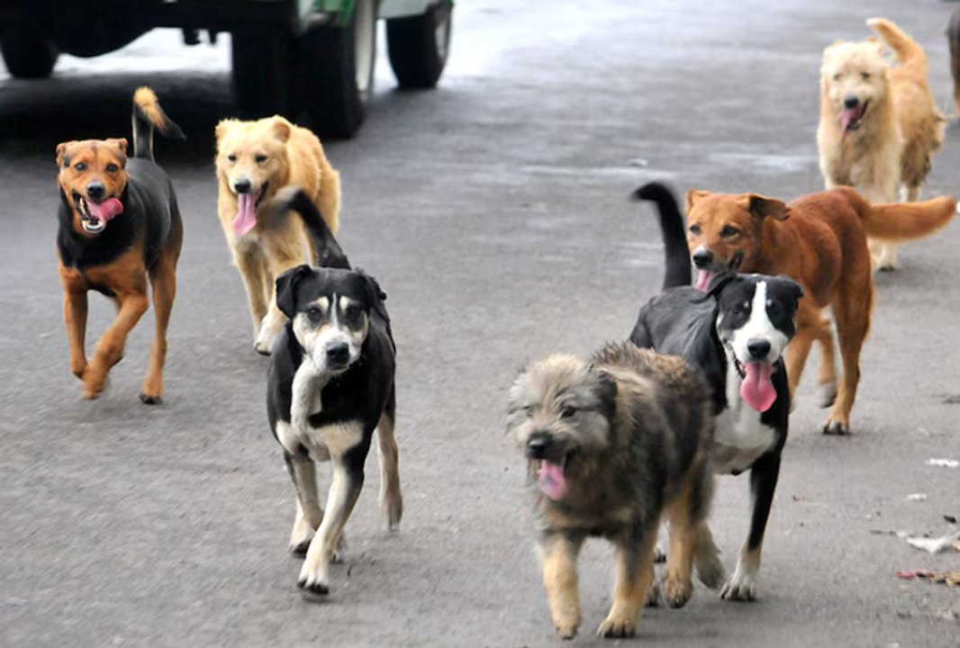 Investigación por envenenamiento de perros en Playa Unión, Chubut