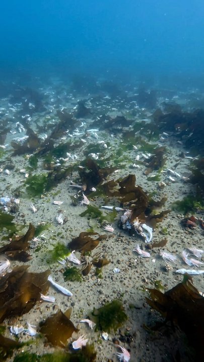 Denuncian un basural marino en el Golfo Nuevo por descarte de pescado