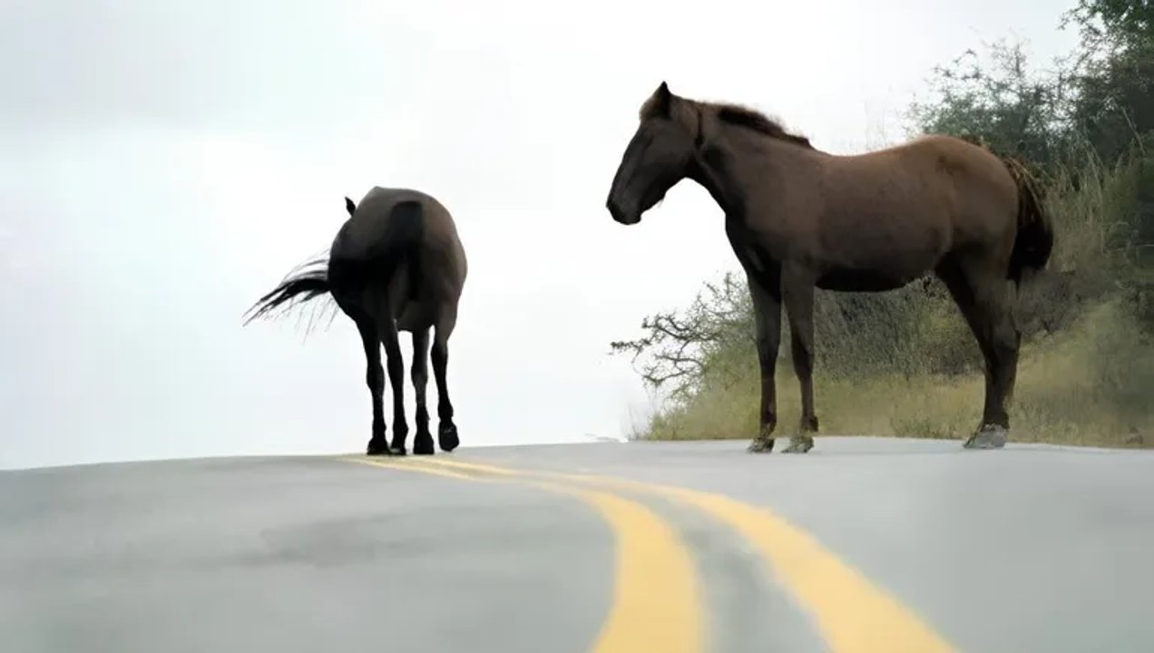Accidente en Ruta 7: auto choca contra un caballo suelto en Vista Alegre