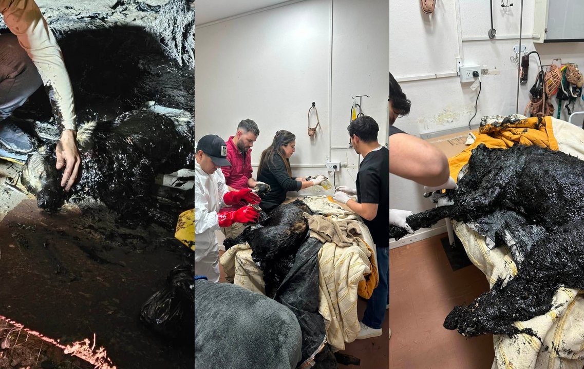 Nico, el perro rescatado de petróleo, avanza en su recuperación en Comodoro Rivadavia