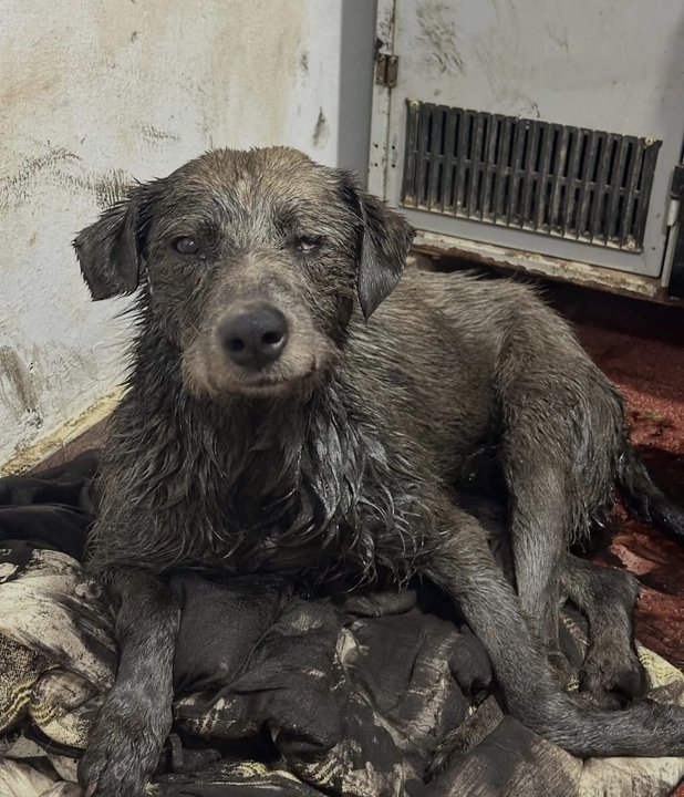 Avanza la recuperación de Nico, el perro rescatado de un derrame de petróleo