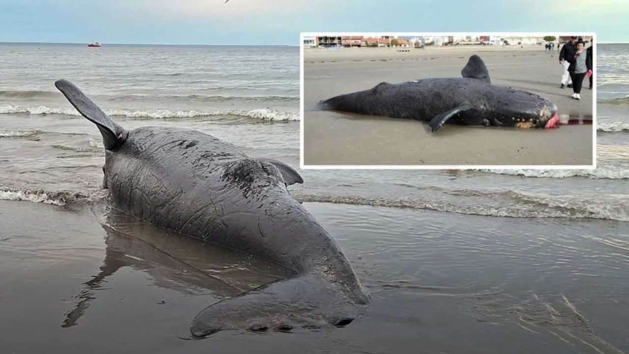 Hallan dos crías de ballena muertas en las playas de Puerto Madryn