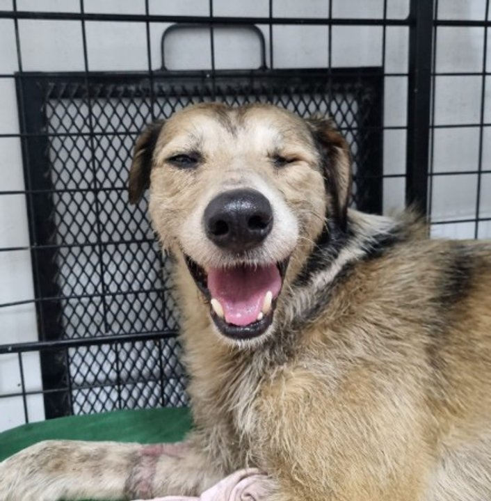 Nico, el perro rescatado, permanecerá internado tras sufrir convulsiones