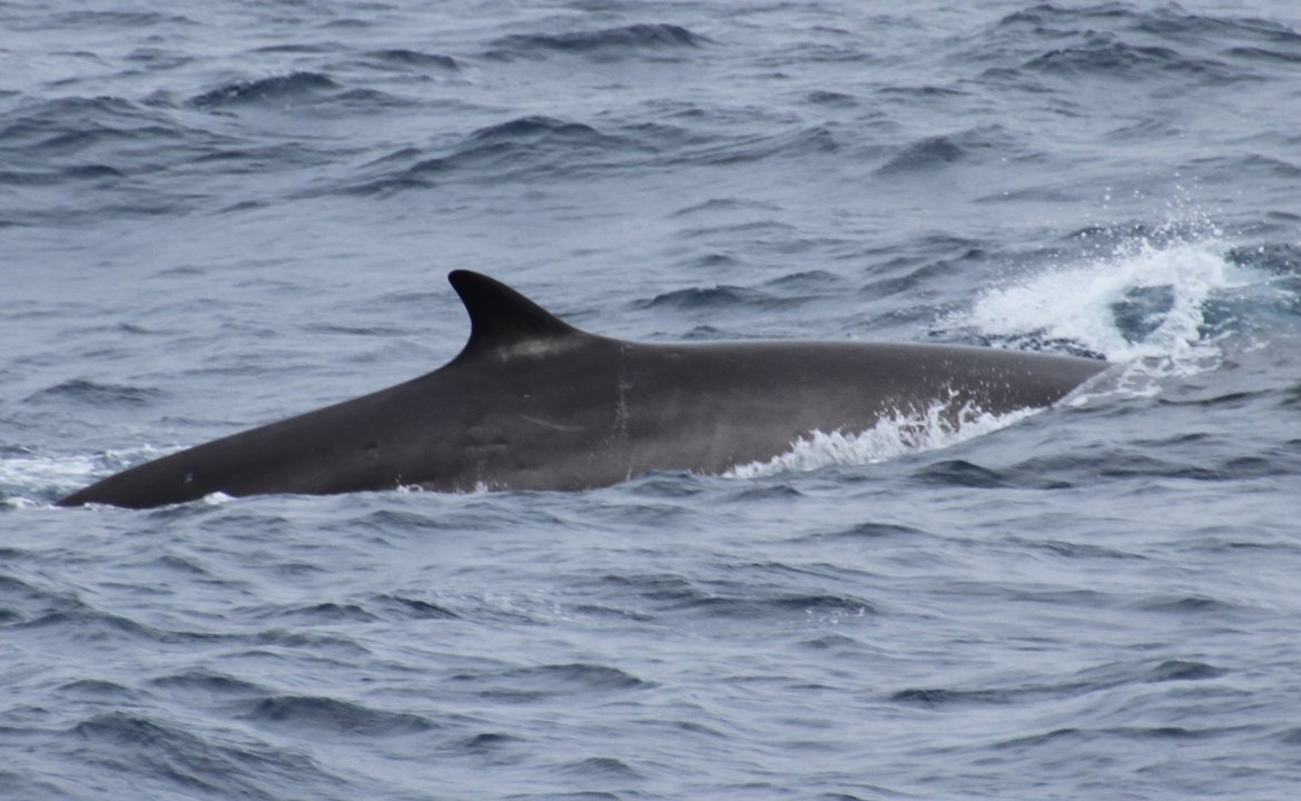 Un hallazgo histórico sobre la migración de una ballena fin en el Atlántico