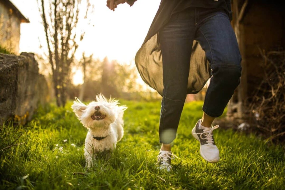 Iniciativa busca permitir entierros conjuntos de humanos y mascotas en Córdoba