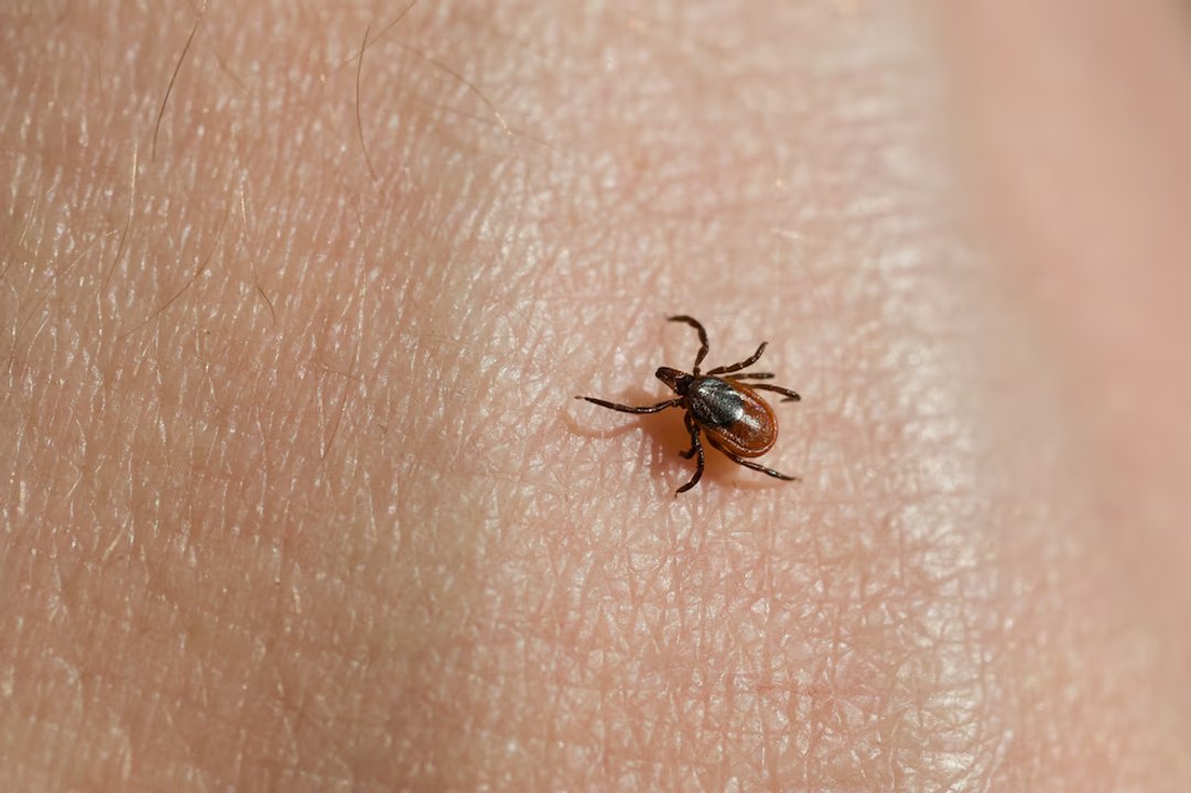 Nuevo virus transmitido por garrapatas detectado en China