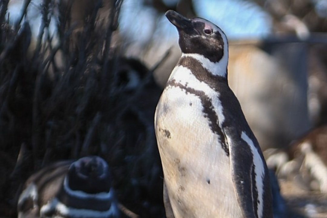 Comienza la temporada de pingüinos en Chubut con apertura de Punta Tombo
