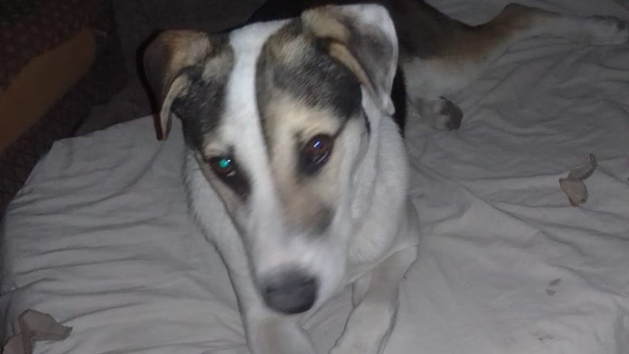 Cachorro abandonado en un supermercado de Trelew encuentra un nuevo hogar