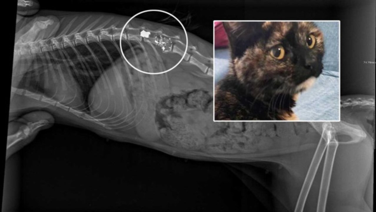 Una gata fue baleada con un rifle de aire comprimido en Trelew