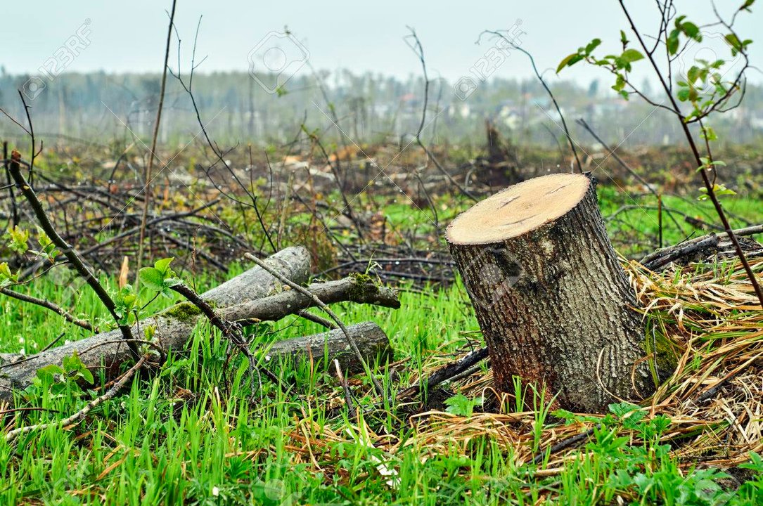 Condenan en San Antonio Oeste por talar árboles; deberán reforestar y pagar multa millonaria