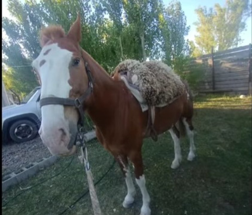 Conmoción en Comodoro Rivadavia por el faenamiento del caballo Pampa