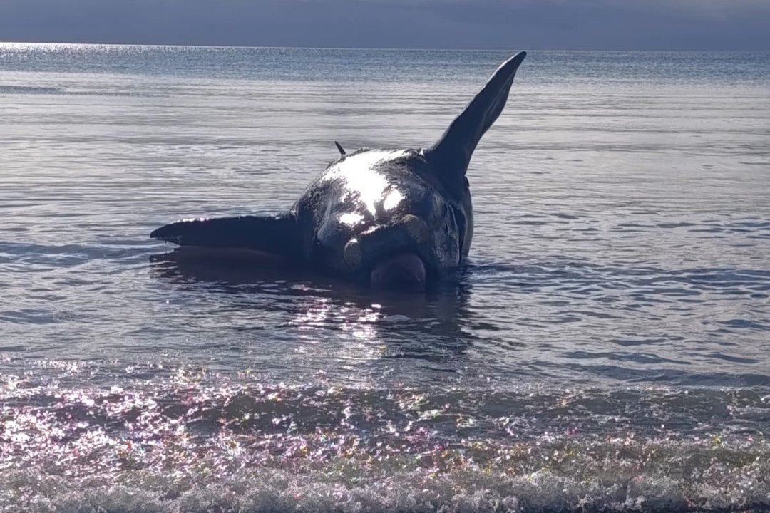 Encontraron otro ballenato muerto en la costa de Puerto Madryn