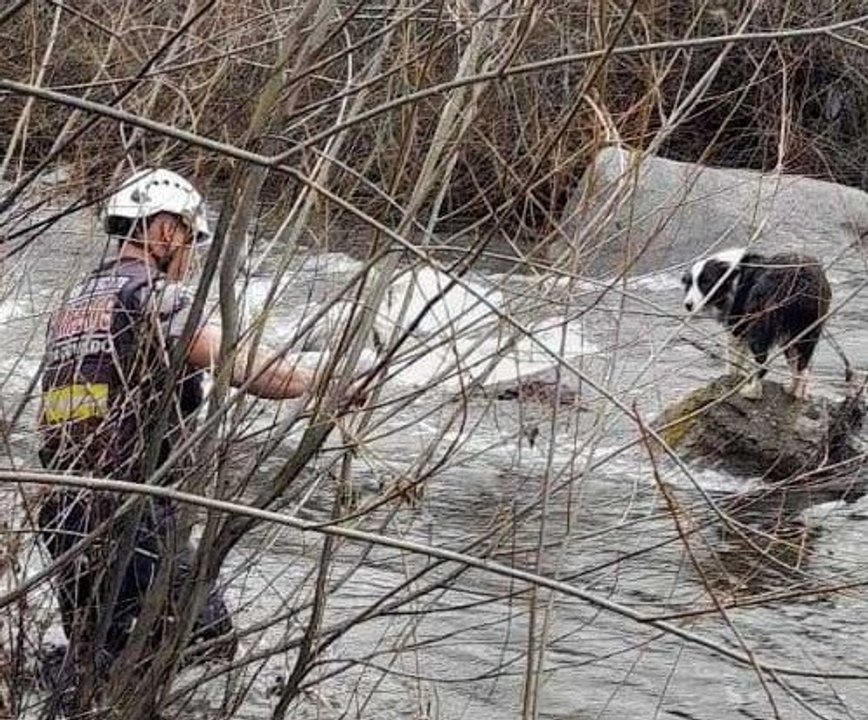 Rescatan a un perro atrapado en un arroyo en Corcovado