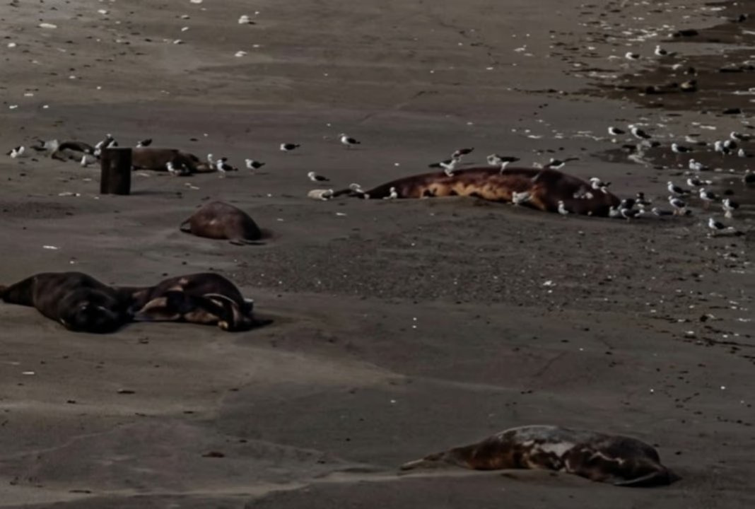 Aumento alarmante de ballenatos muertos en Chubut: investigaciones en curso