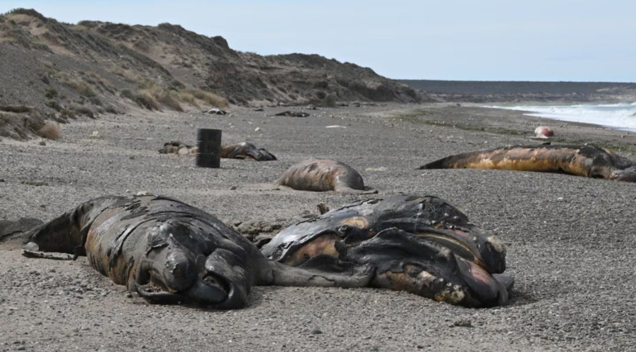Investigación en Chubut por la muerte de cientos de ballenatos