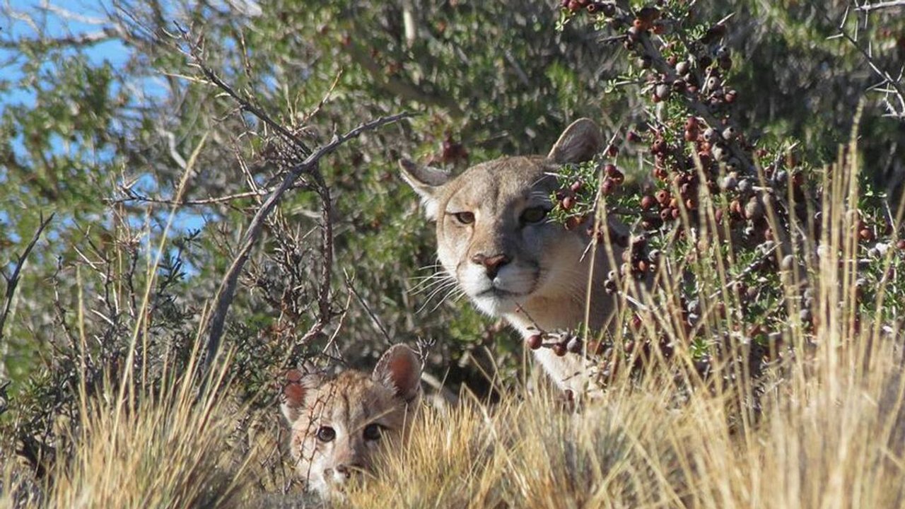 Preocupación por la depredación de fauna en campos de Chubut