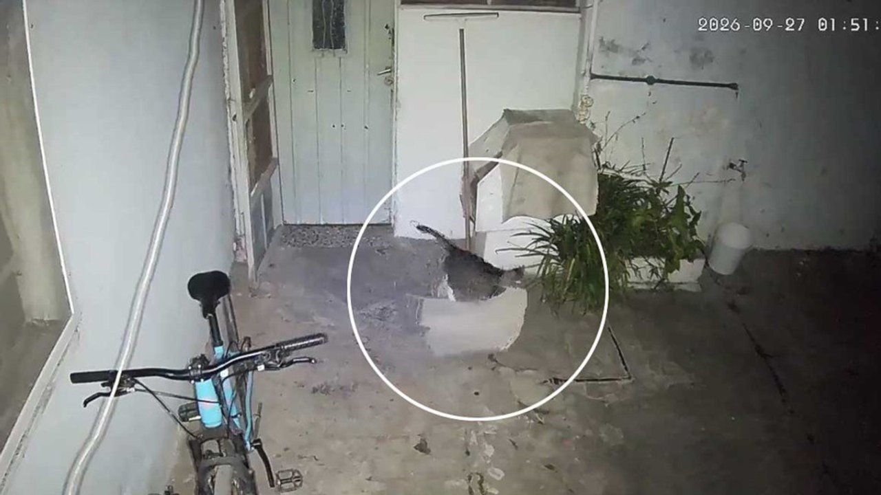 Un gato robaba trapos de piso en Santa Fe, misterio resuelto