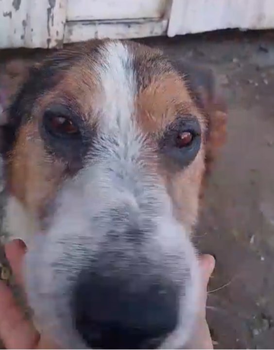 Deisy, la perra rescatada del incendio, necesita un hogar para recuperarse