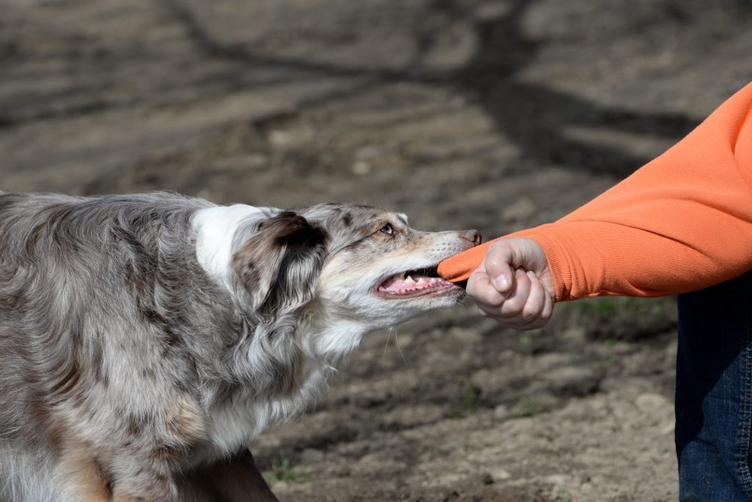Comodoro Rivadavia habilita líneas gratuitas para denuncias de maltrato animal