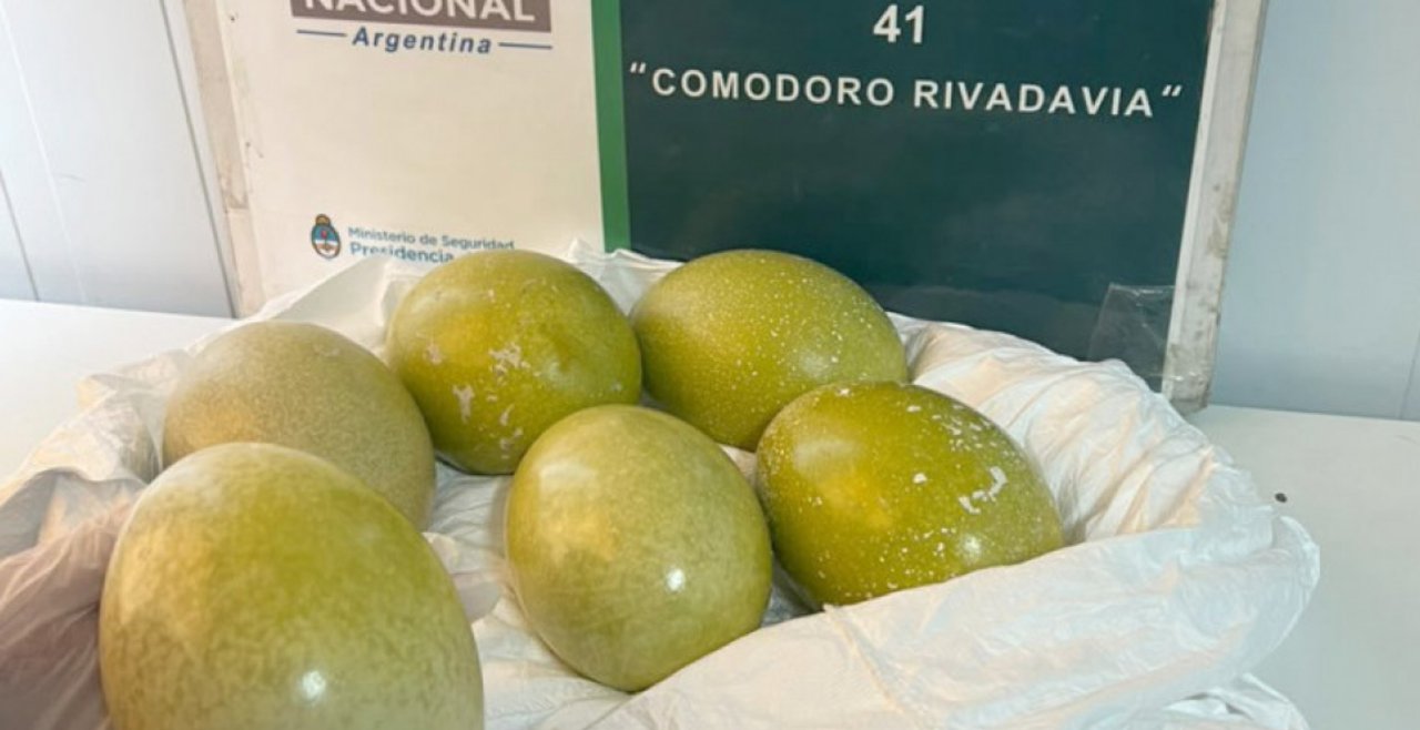 Detienen a un hombre con huevos de choique en Comodoro Rivadavia