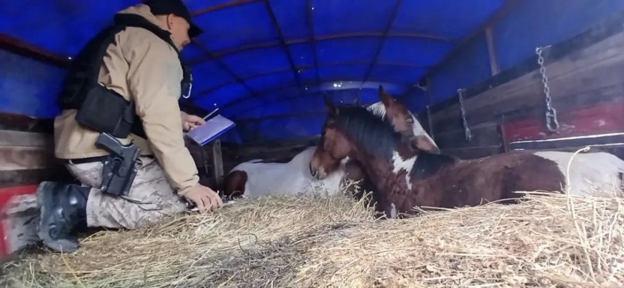 Secuestran dos caballos transportados ilegalmente en Río Negro