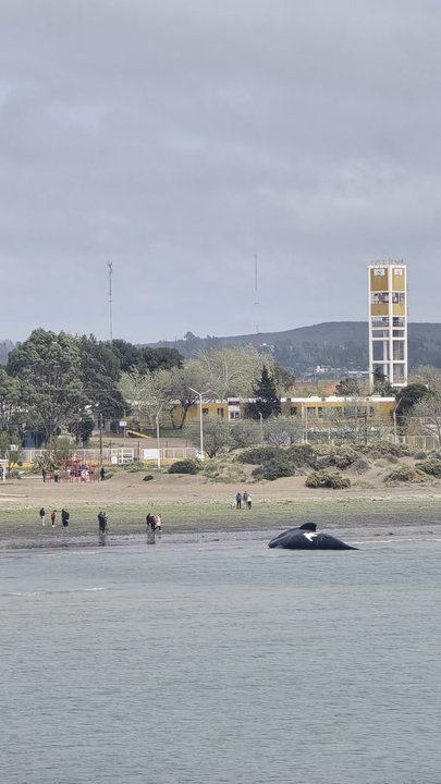 Aumentan los casos de ballenas muertas en la costa de Chubut