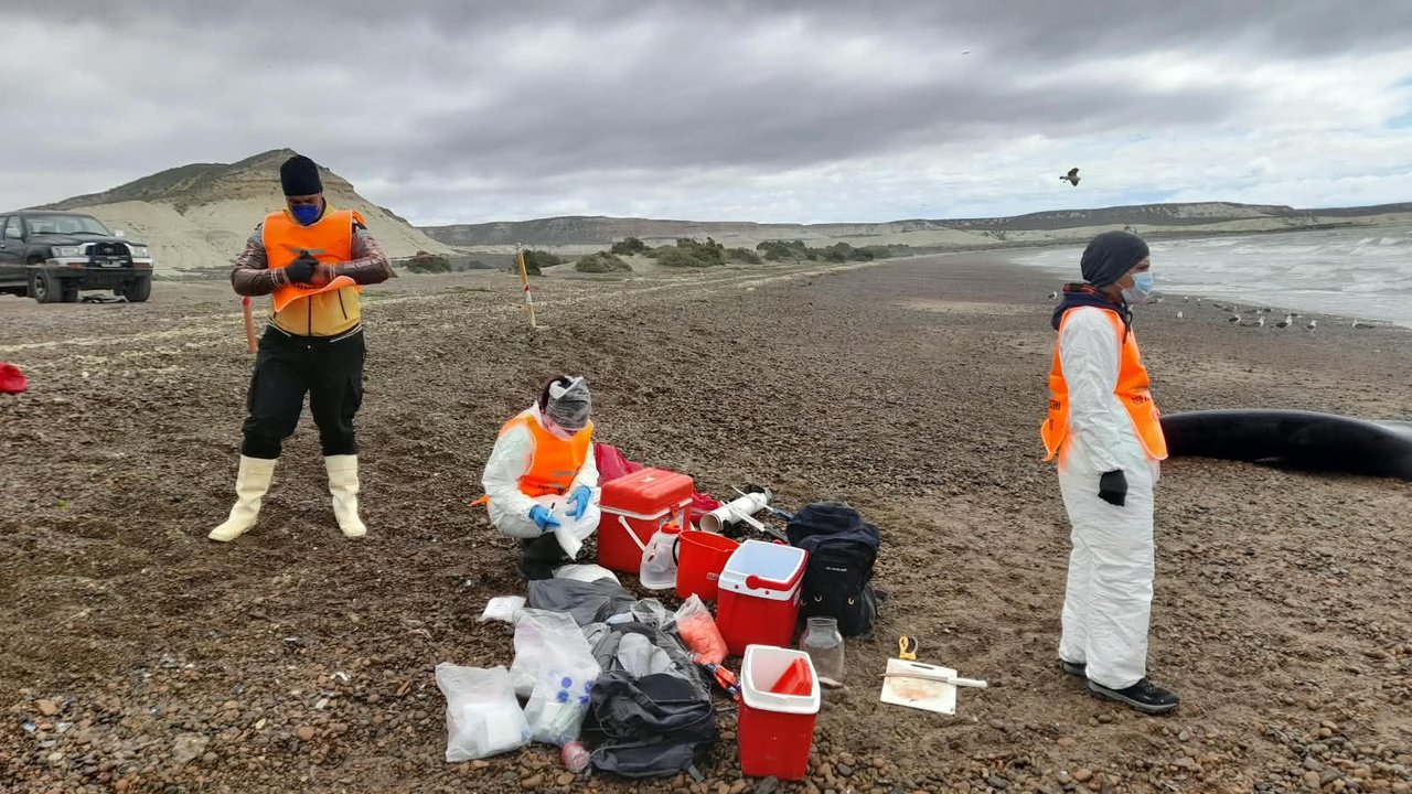 Investigan el varamiento de ballenas en Chubut y su posible vínculo con la marea roja