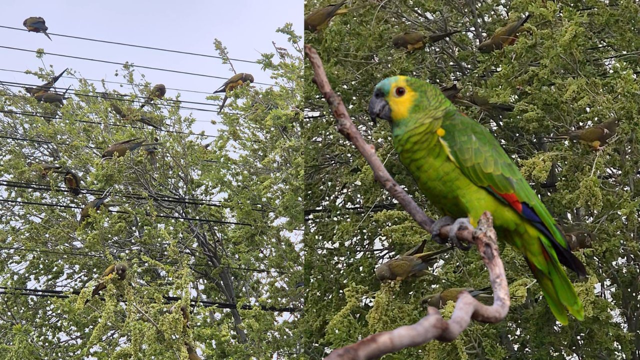Aumento de loros barranqueros en Comodoro: un fenómeno migratorio habitual