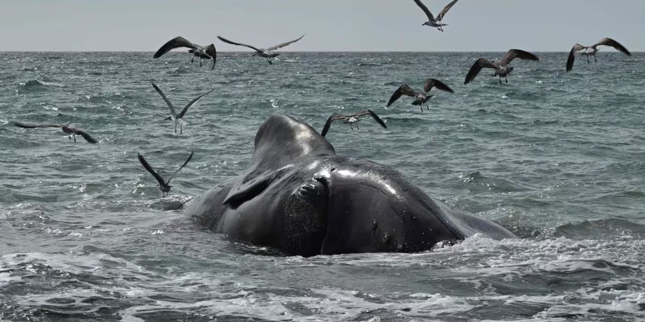 Investigación sobre las muertes de ballenas en Puerto Madryn