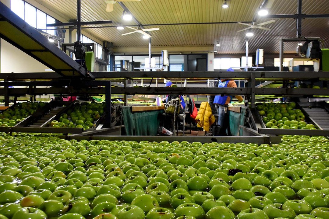 Las exportaciones de manzana del Alto Valle cayeron un 41% en 2025-2026