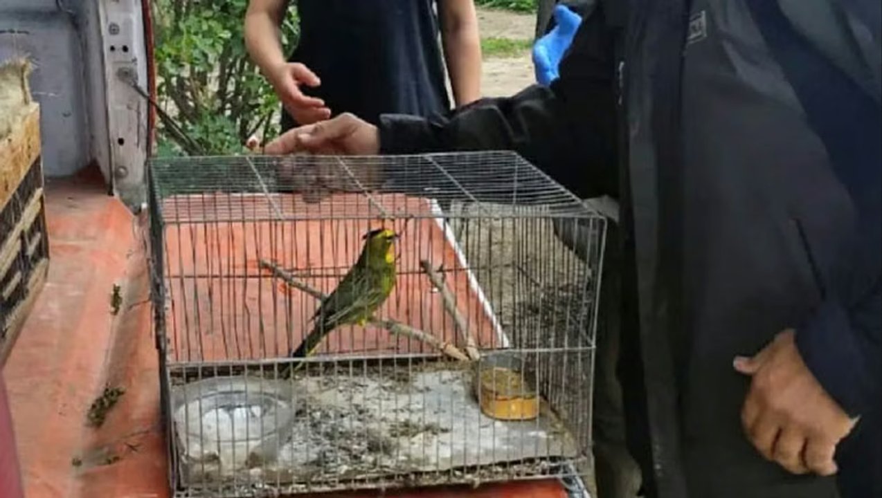 Rescatado un cardenal amarillo en cautiverio en Río Negro