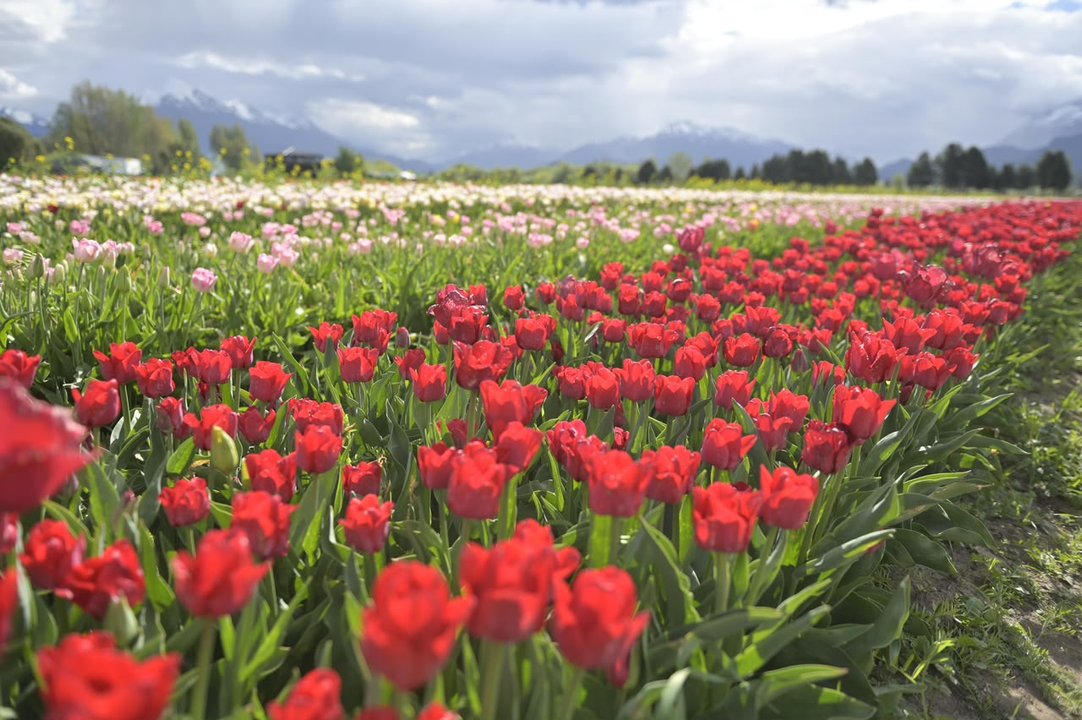 Inauguración de la Temporada de Tulipanes en Trevelin y proyectos en Esquel