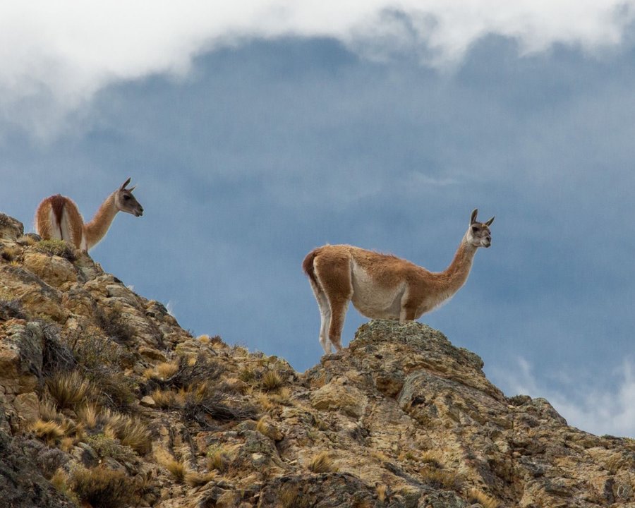 Guanacos regresan a Chaco tras 100 años de extinción