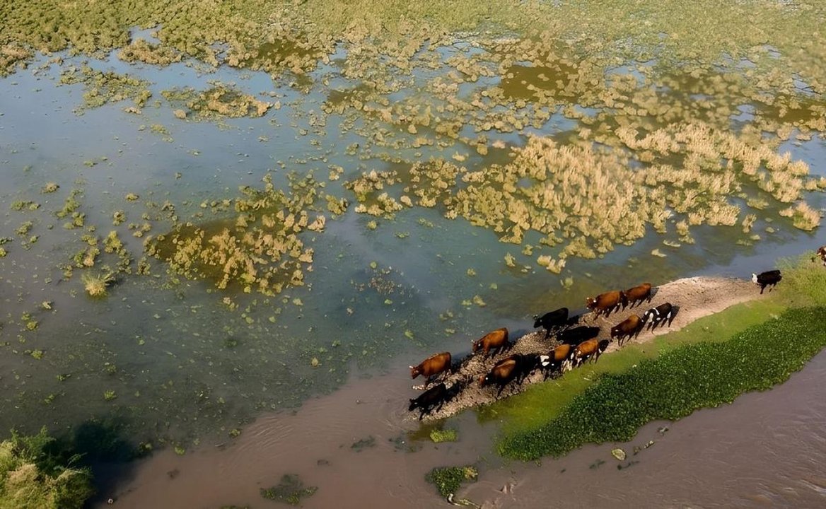 Falleció un productor rural en el Paraná tras caer al agua mientras arreaba ganado