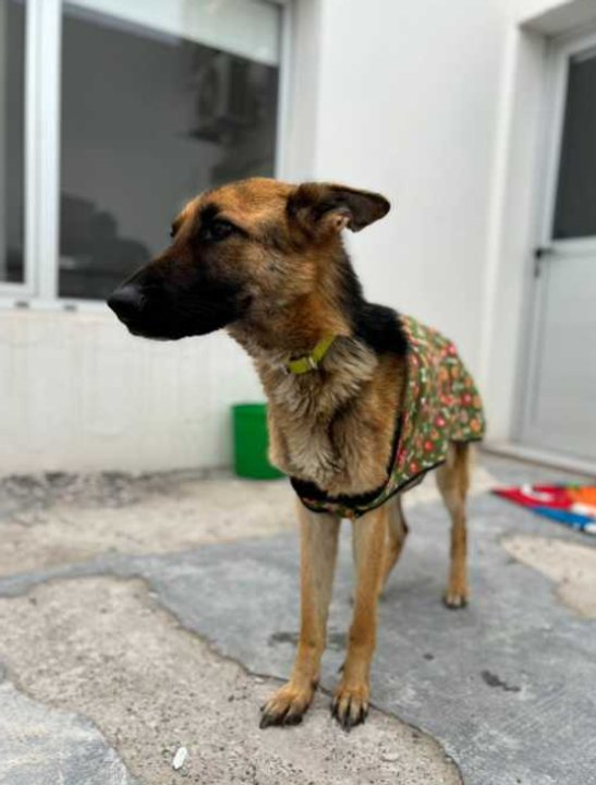 Investigan a un vecino de Rawson por maltrato animal tras hallar perros desnutridos