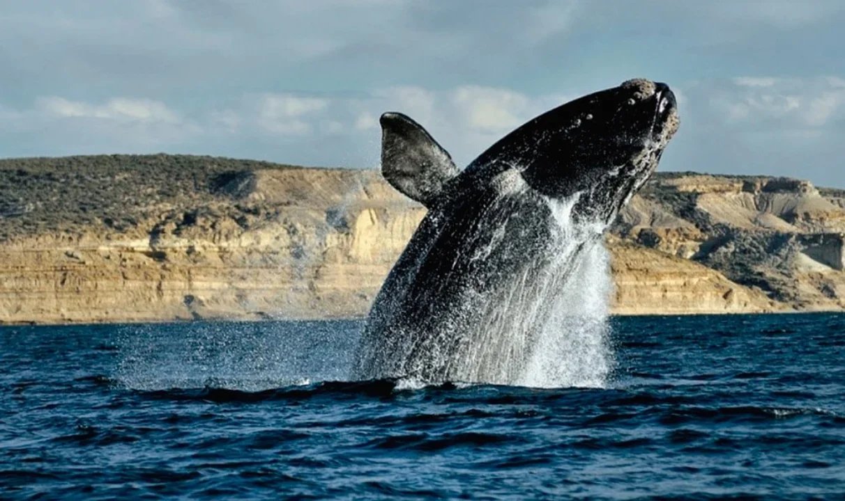 Protocolo para el retiro de ballenas muertas en Puerto Madryn