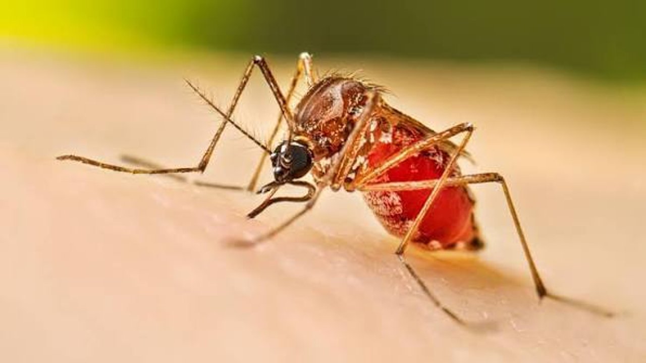 Confirman un nuevo caso de dengue en Santa Cruz, relacionado con un viaje al exterior