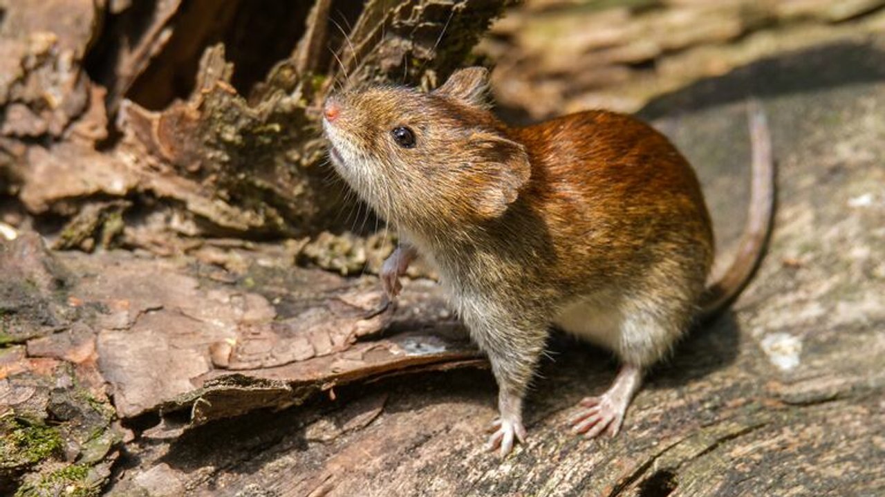 Confirmación de transmisión de hantavirus en Chubut entre familiares
