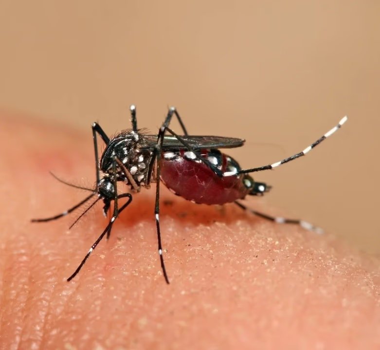 Dengue en Santa Cruz: bajo riesgo de transmisión local tras un caso importado