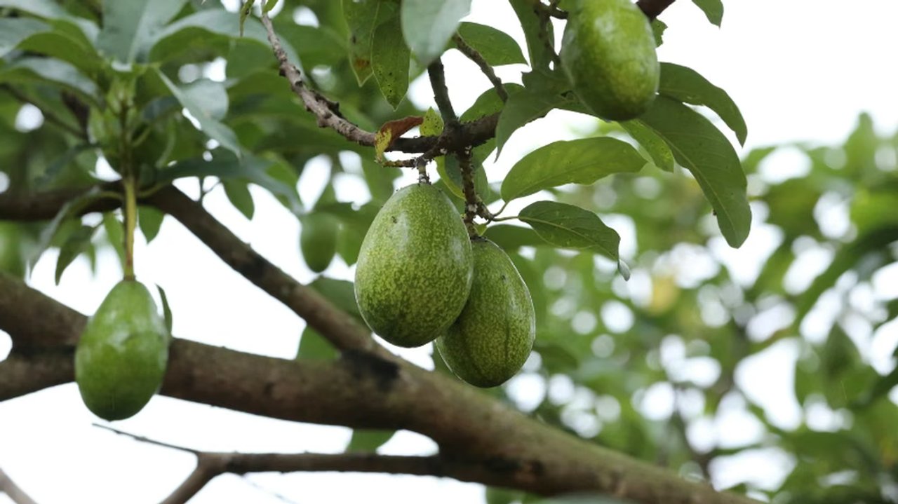 Trágico deceso de un bebé tras ser golpeado por una palta en Quilmes