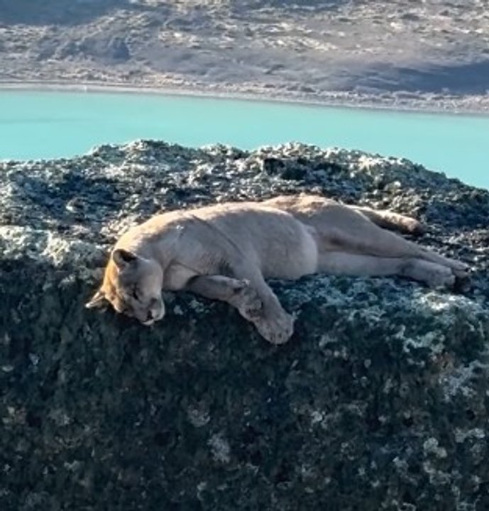 Petaca, la puma que se volvió viral por su siesta en Torres del Paine